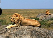 Lions in Africa