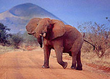 Elephant in Kenya