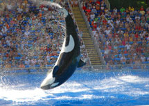 Sea World Orlando